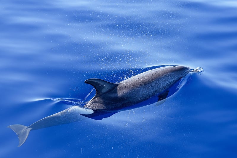 Dolphins