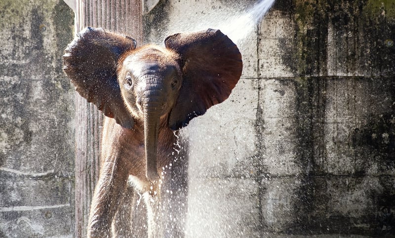 Elephant in Safari